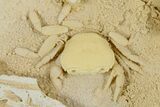 Fossil Crab (Potamon) Preserved in Travertine - Turkey #379410-2